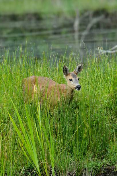 istock Majestic deer standing in a meadow near a tranquil lake 1909457264