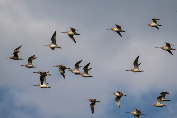 istock Flock of snipes soar through a blue sky 1909457783