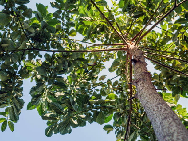 istock low angle of avocado tree and avocado green leaf 1909459948