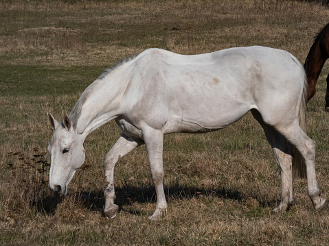 Portrait of white horse walking in ranch