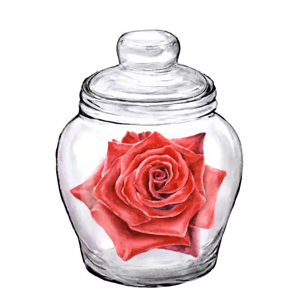 Vector illustration of Glass transparent jar with a red rose flower.