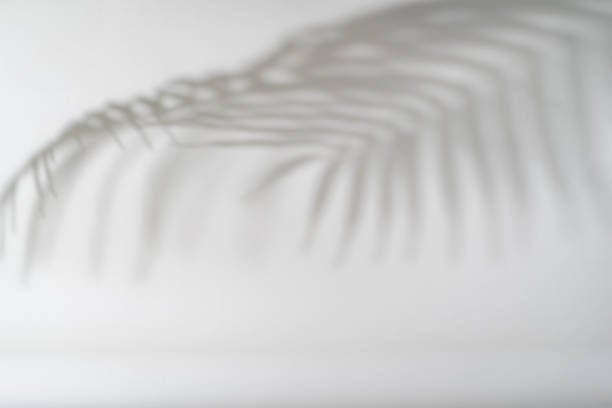 istock Shadow of tropical leaves 1909477097