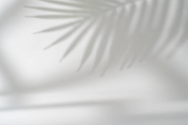 istock Shadow of tropical leaves 1909477110