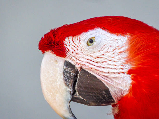 istock A side on view of a red and white parrot 1909478860