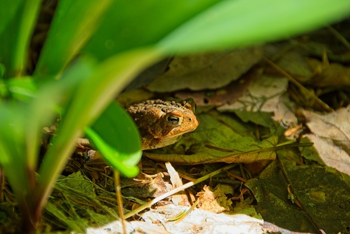 Toad Hiding