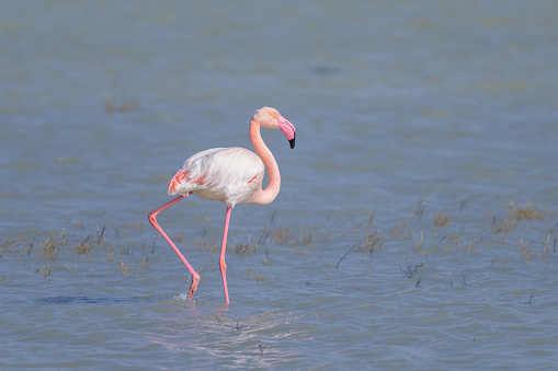 A Greater Flamingo walking in the water and looking for food, sunny morning in springtime, Camargue (Provence, France)