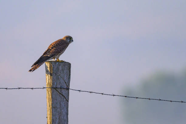 istock A Common Kestrel sitting on a wooden pole 1909502992
