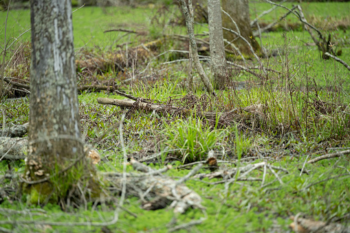 Southern state freshwater wetland forest on a on a sunny day in early spring (April 11). The image was captured in Big Creek, Forsyth, (near Cumming) in Georgia (USA) with a full frame mirrorless digital camera and a sharp telephoto lens, resulting in large clean files and images with shallow depth-of-field. The image is part of a large series of Georgia wetland at different seasons.