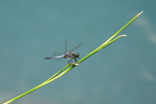 A black tailed skimmer dragonfly (Orthetrum cancellatum) resting on a green plant
