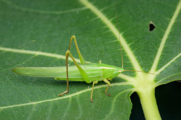 istock Closeup of a cone headed grasshopper sitting 1909513067