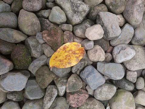 yellow dry leaves among the pebbles