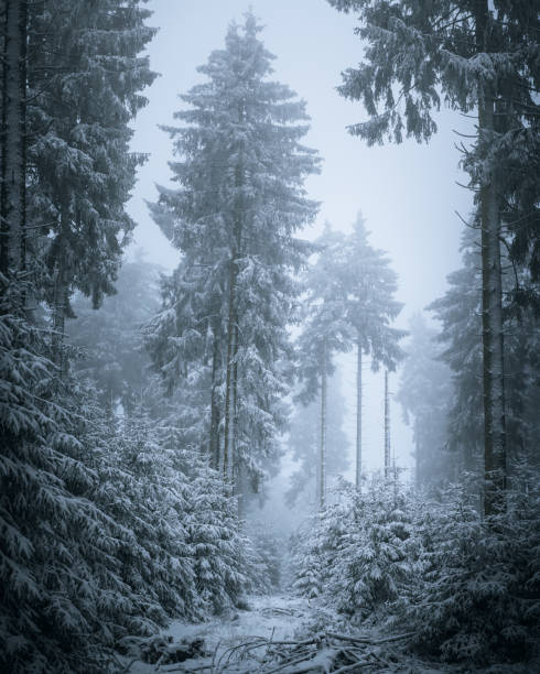 istock a large group of tall fir trees next to each other 1909515179