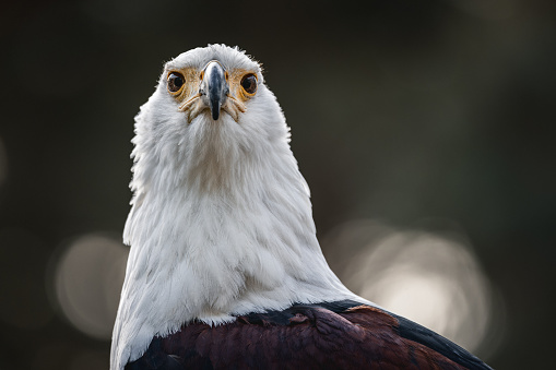 Adult eagle