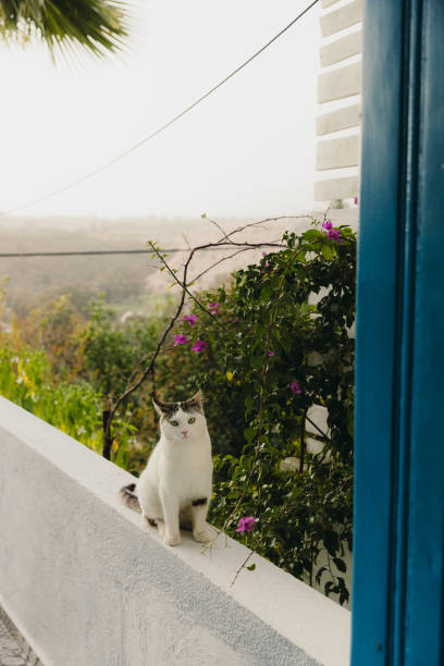 Portrait of the beautiful white/grey domestic cat walking at the home garden between the plants and flowers during idyllic Mediterranean sunset