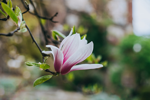 mazing Magnolia flower in a spring garden. Springtime background. Selective focus.