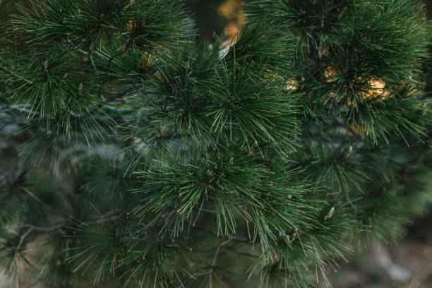 istock Fluffy branches of green pine tree. . Close-up. 1909551958