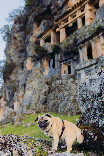 Portrait of cute pug walking in the ancient ruins of the old Greek city hidden in the forest and cliffs during sunset in Lycia South Turkey