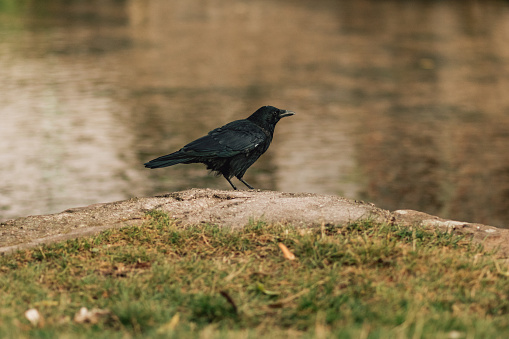 Photography of carrion crow (Corvus corone). Bird walking on the grass near river.