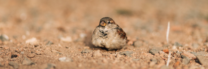 Wildlife photography, photo of house sparrow in the sand outdoors. Picture with birds.