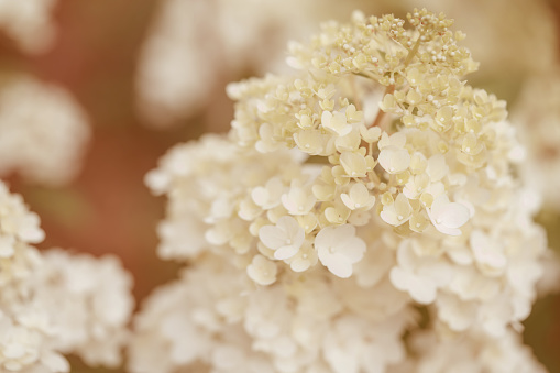 close up of white hydrangea flowers as background