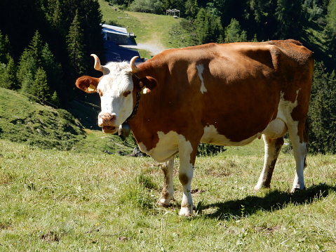 This beautiful cow found in Valais alps was showing incredible horns.