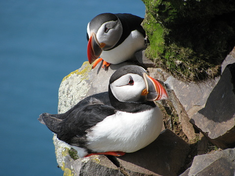 This adorable couple of puffins was standing in Látrabjarg cliffs in Iceland.