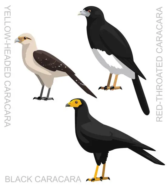 Vector illustration of Cute Bird Black Caracara Set Cartoon Vector