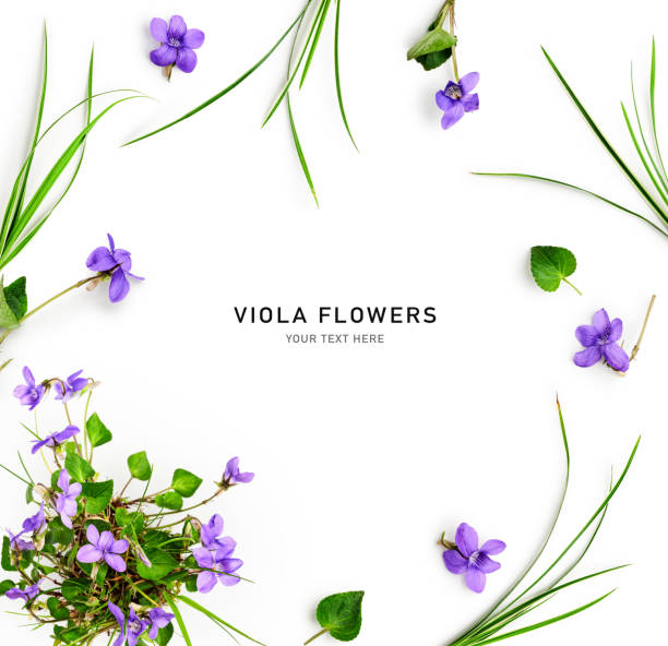 istock Spring violet viola pansy flowers frame border isolated on white background 1909588056