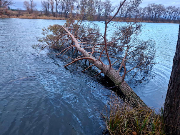 istock the tree fell into the water and lies on the surface. Scots pine whose roots were crushed by the waves. foresters will have to pull out with a winch. trees 1909589665