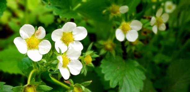 istock Flowers of North America 1909602147