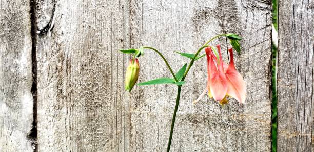 istock Flowers of North America 1909602694
