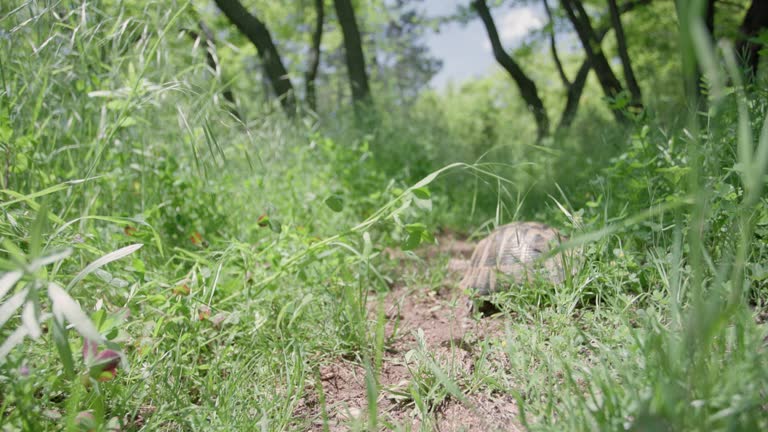 A man riding a mountainbike passing next to a turtle in a lush green forest. Mountain biker in nature. Front view. Recorded at 120 fps on cinema camera.