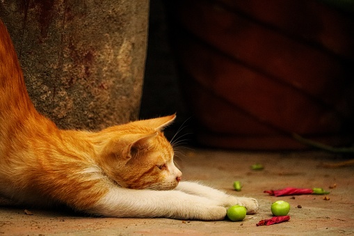 The photo shows a young cat with orange and white fur lying on the ground. The cat is positioned next to a concrete structure, possibly a planter  or a wall. There are several small green fruits and fallen hibiscus flower scattered on the ground near the cat. The background is dark and doesn’t reveal much detail, focusing attention on the cat and nearby objects. The overall mood of the image is calm, with the cat appearing relaxed. The photo is taken from a low angle and has a shallow depth of field.