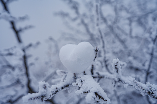 Snow heart in tree
