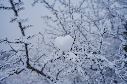 Snow heart in tree