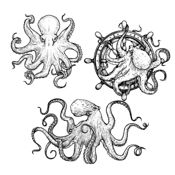 Vector illustration of Octopus sketch hand drawn vector illustrations set. Octopus on the helm. Engraving line art collection. Best for nautical designs.