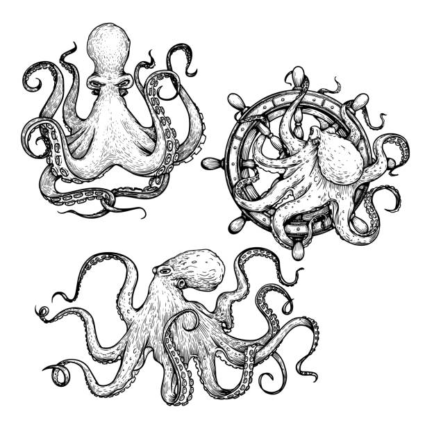 Octopus sketch hand drawn vector illustrations set. Octopus on the helm. Engraving line art collection. Best for nautical designs. Octopus sketch hand drawn vector illustrations set. Octopus on the helm. Engraving line art collection. Best for nautical designs. octopus giant octopus sea horror stock illustrations