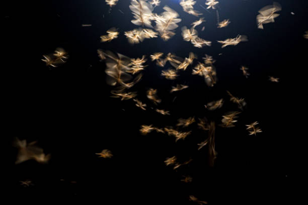 istock Flying termites swarm around lights at night 1909627769