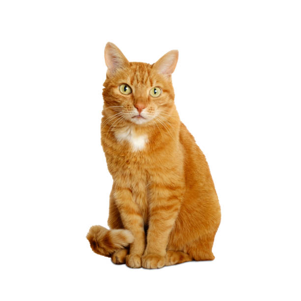 istock Ginger cat isolated on white background sitting and looking at camera. Pets at home. 1909630360