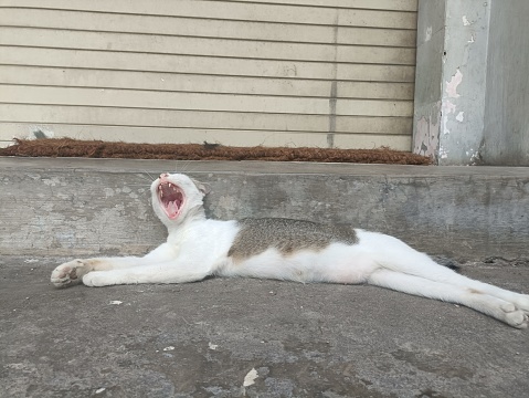 A photo of a white and ash-patterned mongrel cat lying down yawning in front of a closed shop.