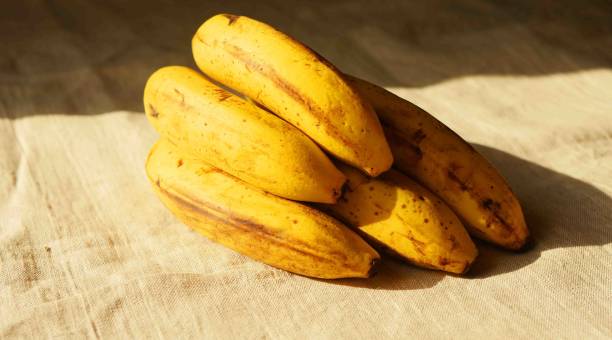 istock Banana branch lay on the table 1909640396
