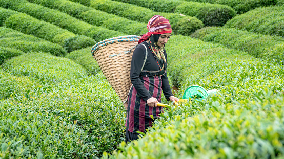 Rize, Turkey - 10 July 2019: Tea picker young girl amongst the tea bushes in a tea garden at East Black sea Karadeniz region.