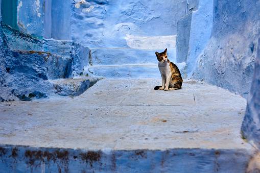 Cat sitting on blue steps in Chefchaouen, Morocco, Africa.