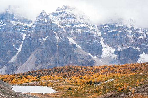 Golden yellow larch forest in Fall season. Larch Valley, Banff National Park, Canadian Rockies, Alberta, Canada. Valley of the Ten Peaks in the background.