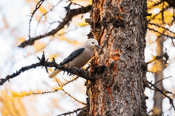 Clark's Nutcracker ( Nucifraga columbiana ) perching on a branch of yellow larch tree. Larch Valley, Banff National Park, Canadian Rockies, Alberta, Canada. Close-up shot.