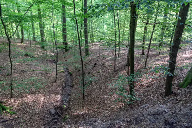 deciduous forest with young beeches