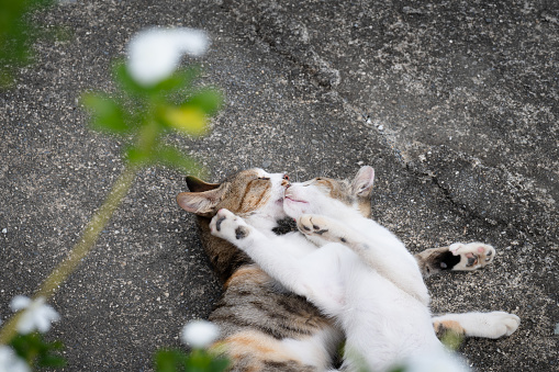 Two cats play together on the ground, flower in the foreground out of focus in purpose, in Chishang, Taitung, Taiwan.