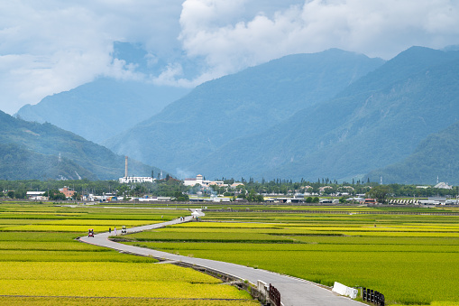 Famous curved blvd surrounded by rice field, in Chishang, Taitung, Taiwan.