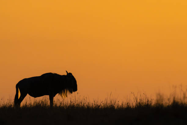 istock Blue wildebeest standing on horizon at dawn 1909653485