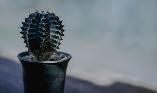 Cactus in a plastic pot with light coming in and affecting the plant.